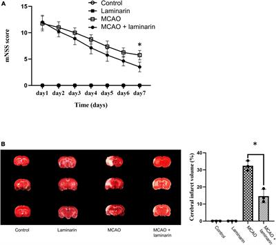Molecular mechanisms for the prevention and promoting the recovery from ischemic stroke by nutraceutical laminarin: A comparative transcriptomic approach
